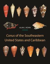 Conus of the Southeastern United States and Caribbean