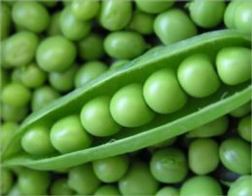 A Crash Course on How to Grow Peas - Billy Thompson