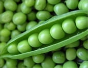 A Crash Course on How to Grow Peas