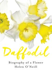 Daffodil