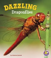 Dazzling Dragonflies