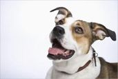Dog Hypothyroidism: Cause, Symptoms and Treatments