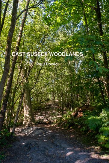 East Sussex Woodlands - Paul Powici