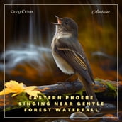 Eastern Phoebe Singing Near Gentle Forest Waterfall