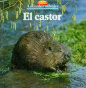 El castor