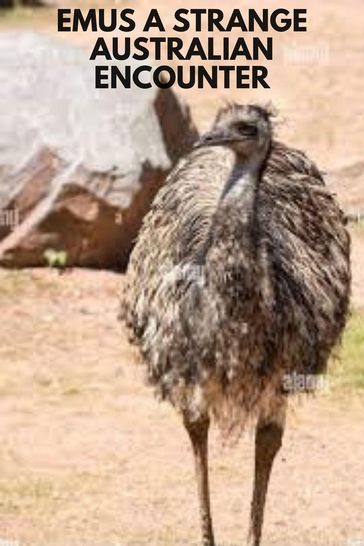 Emus A strange Australian encounter - thomas jony