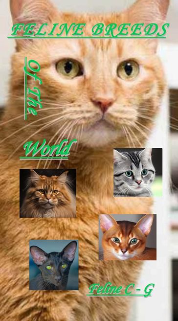 Feline Breeds Of The World - Nicolaas