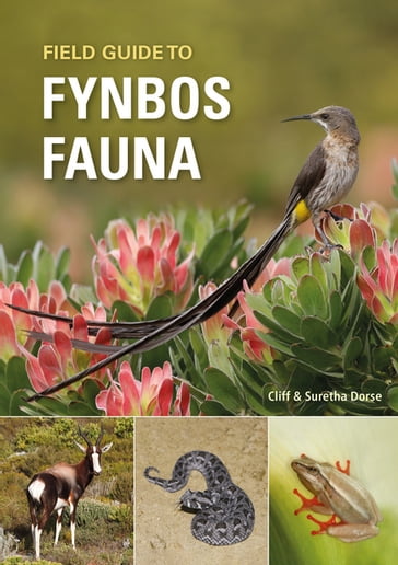 Field Guide to Fynbos Fauna - Cliff Dorse - Suretha Dorse