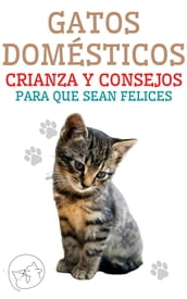 Gatos Domésticos Crianza y Consejos Para Que Sean Felices