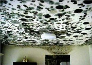 Getting Rid of Black Mold - Gloria Van Patten