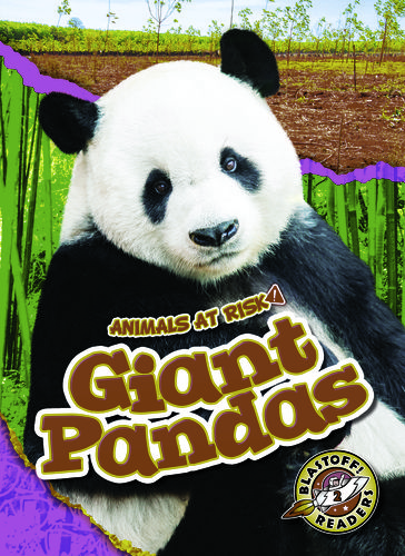 Giant Pandas - Rachel Grack