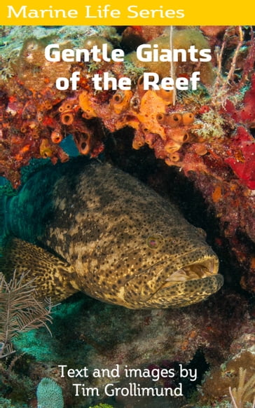 Goliath Grouper... Gentle Giants of the Reef - Tim Grollimund