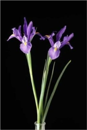 Growing Irises for Beginners - David Torres