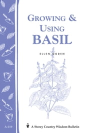 Growing & Using Basil