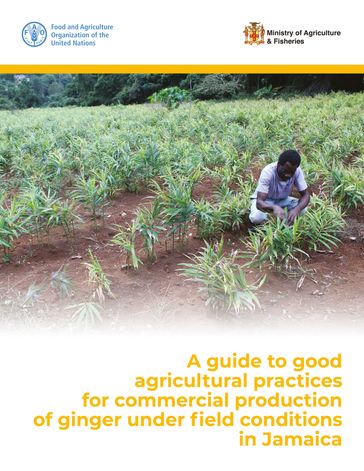 A Guide to Good Agricultural Practices for Commercial Production of Ginger under Field Conditions in Jamaica - Food and Agriculture Organization of the United Nations