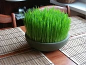 How to Grow Wheatgrass