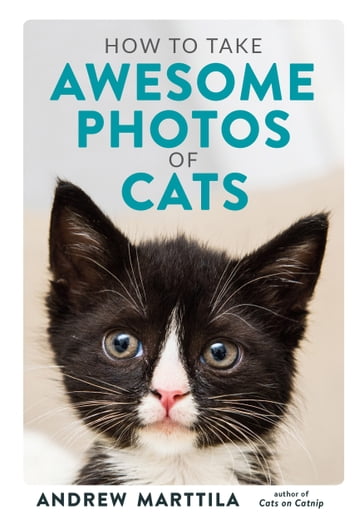 How to Take Awesome Photos of Cats - Andrew Marttila