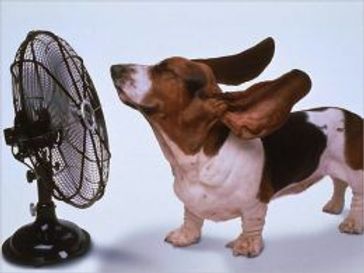 How to Treat Heat Stroke in Dogs - Mildred Doerkson