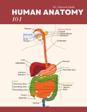 Human Anatomy 101: A Comprehensive Introduction to the Structure and Function of the Human Body