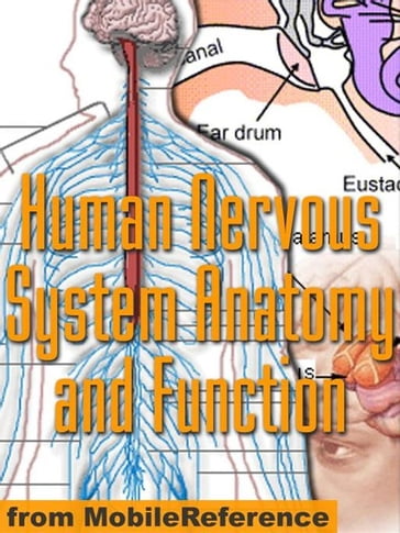 Human Nervous System Anatomy And Function Study Guide (Mobi Medical) - MobileReference