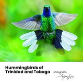 Hummingbirds of Trinidad and Tobago