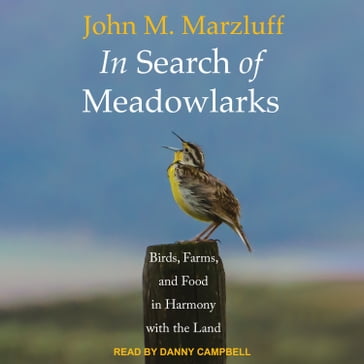 In Search of Meadowlarks - John M. Marzluff