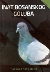 Inat bosanskog goluba