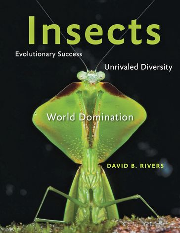 Insects - David B. Rivers