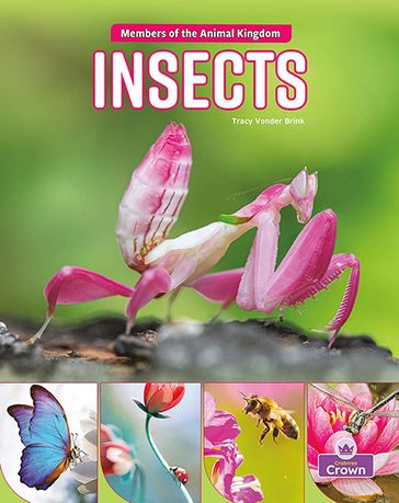 Insects - Tracy Vonder Brink
