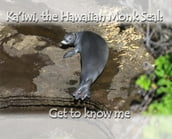 Ka iwi, the Hawaiian Monk Seal