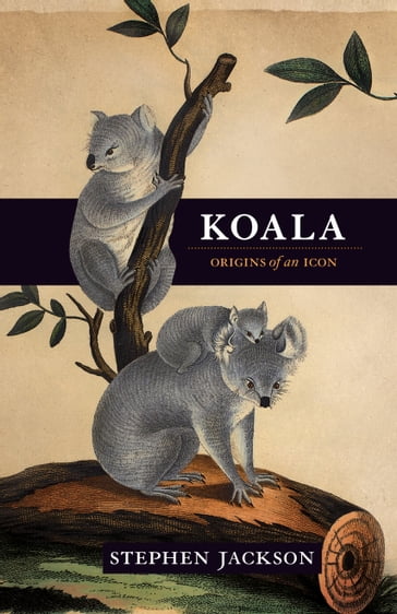 Koala - Stephen Jackson