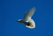 L oiseau blanc, conte bleu