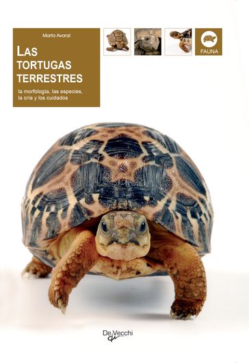 Las tortugas terrestres - Marta Avanzi