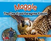 Maggie the One-Eyed Peregrine Falcon