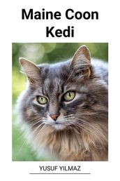 Maine Coon Kedi