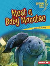 Meet a Baby Manatee
