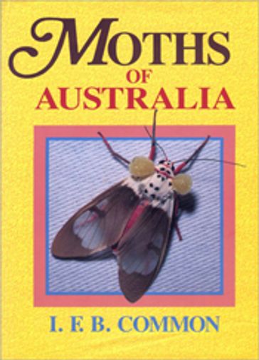 Moths of Australia - Ifb Common