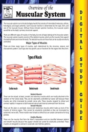 Muscular System ( Blokehead Easy Study Guide)