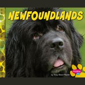 Newfoundlands