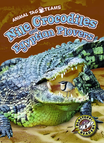 Nile Crocodiles and Egyptian Plovers - Kari Schuetz