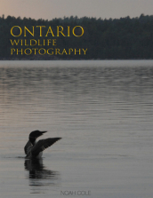 Ontario Wildlife Photography