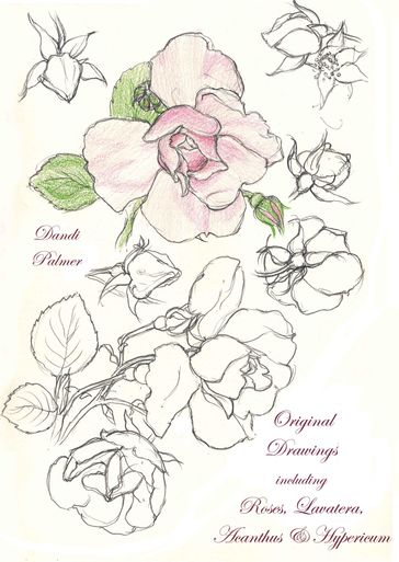 Original Drawings Including Roses, Lavatera, Acanthus and Hypericum - Dandi Palmer