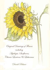 Original Drawings of Flowers Including Aquilegia, Sunflowers, Chinese Lanterns and Laburnum