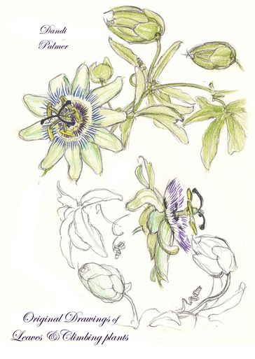 Original Drawings of Leaves and Climbing Plants - Dandi Palmer