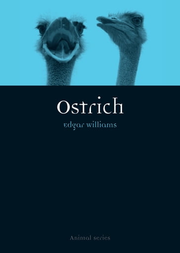 Ostrich - Edgar Williams