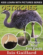 Ostriches Photos and Fun Facts for Kids