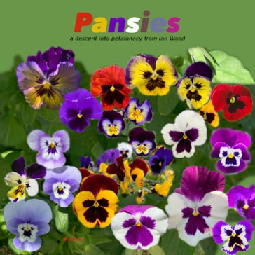 Pansies - Ian Wood