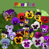 Pansies