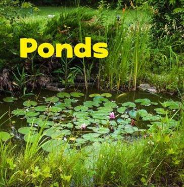 Ponds - Erika  L. Shores