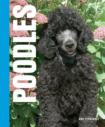 Your Poodle - Amy Fernandez